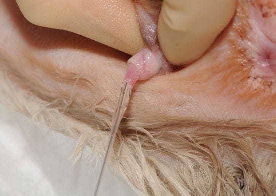Emergency Treatment of Cats with Urethral Obstructions